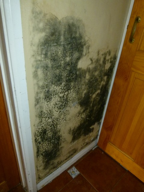 mould-remediation05