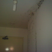 mould-remediation06