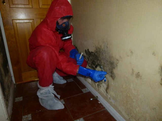 Mould Remediation Services