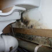 mould-remediation12