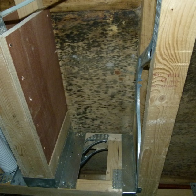 mould-remediation13