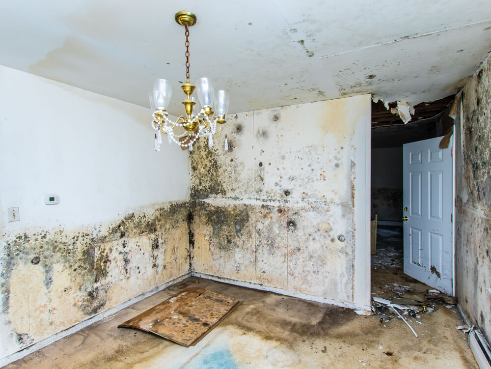The Different Types of Damp and How to Remove It